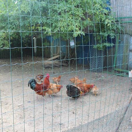 Agroturystyka Kociewiak Szteklin Kültér fotó